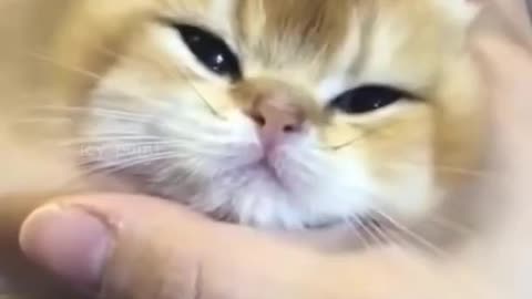 cute cat