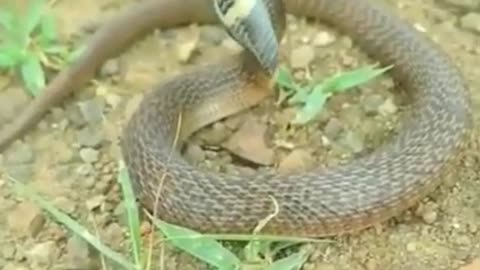 Most Venomous Snake in The World #short #snake #shortvideo