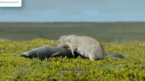 How do Arctic ground squirrels survive in the North Pole?