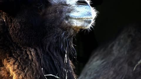 Camel Zoo Animal Portrait Chew Desert Mammal Head animalss lover