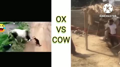 Ox Vs Cow funny video #memes