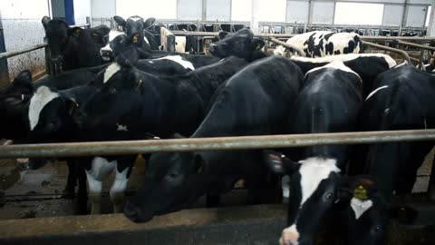 Black cows are eating hay in a bright barn