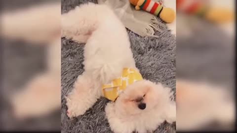 Baby Dogs Cute and Funny Dog Videos Compilation