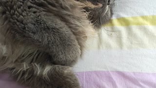 Lazy Cat in the Afternoon: Princess the cat is sleeping