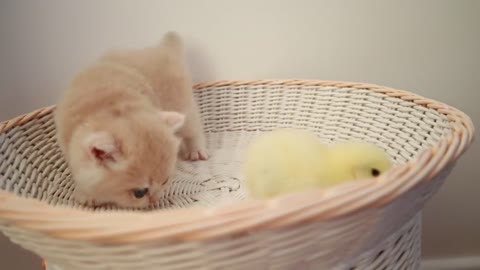 Kittens walk with a tiny chicken