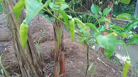 white chili tree