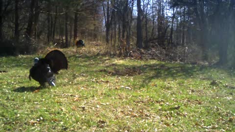 Gobblers strutting