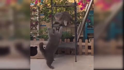 Cat beautiful video