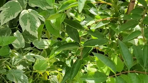 white wisteria plant