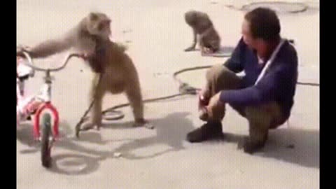 funny monkey