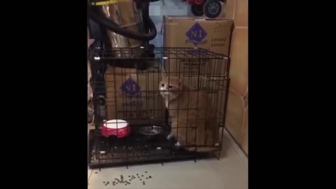 cats dogs funny reactions in some occations