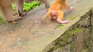 Baby monkeys walk by themselves