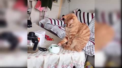 cute and funny cat video