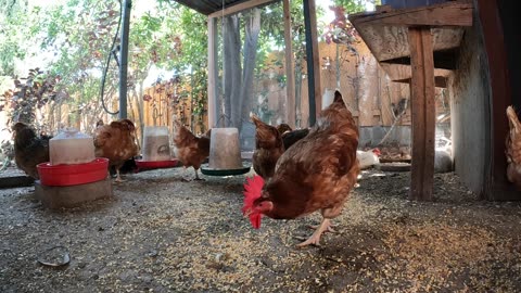 Backyard Chickens Fun Relaxing Video Sounds Noises Hens Roosters!