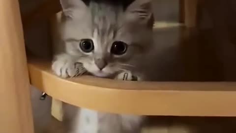 Cute and funny cats 😍🥰😂😅