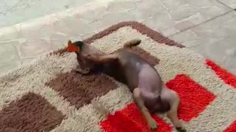 Puppy Plays with Butterfly