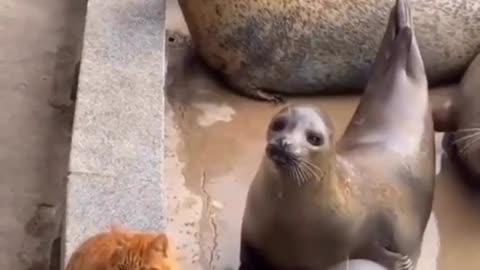 Funny interactions between cats and seals