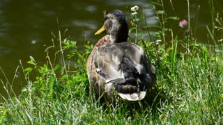 Duck Doing Some Warm Up To Jump In Lake