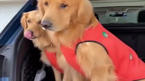 Videongakak - Viral Cute and Funny Dog Videos Compilation Baby Dogs - Funny Puppy Videos 2021