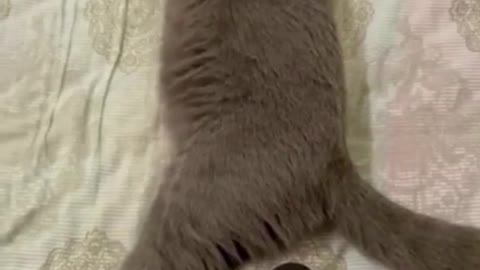 funny cat videos || funny cat memes || funny animal videos clean