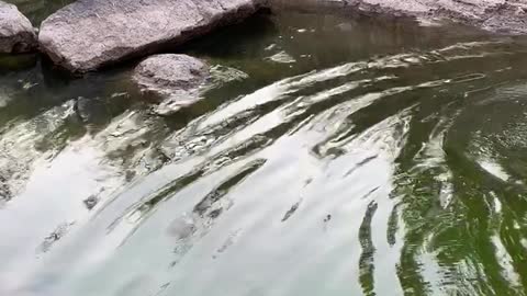 Saving a Massive Murray Cod