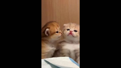 Cute Cats