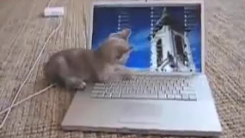 Funny Cute Kitten Plays With MacBook