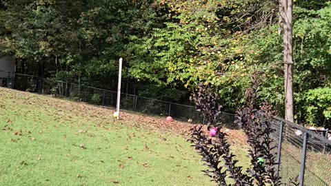 Boston Terrier Plays With Beach Ball