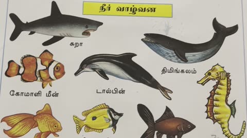 Animals in Tamil