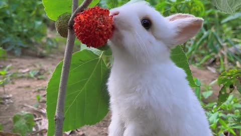 Guess what the little bunny is eating?