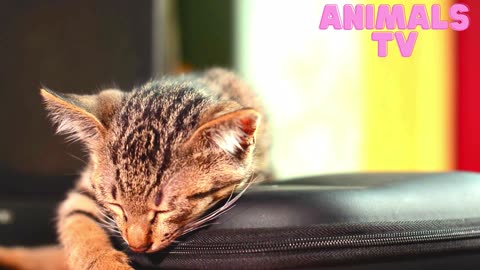 "Pawsitively Adorable: A Compilation of Cute Cat Moments"