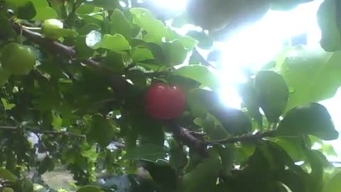 Barbados cherry with fruits, the leaves are wet due to rain, but the sun is there [Nature & Animals]