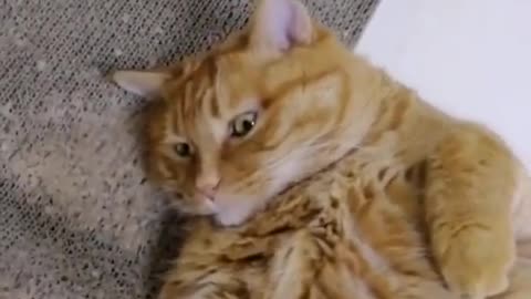 FunnyCatsToday，Funny Cat You Might Never See Before, part87