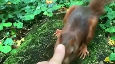 Cute squirrel