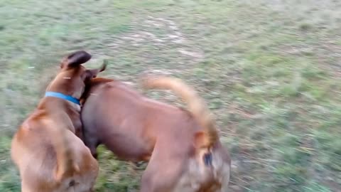 Rhodesian Ridgeback Dog & Pup Love To Play Hunter & Prey