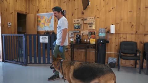 Anxious German Shepherd training