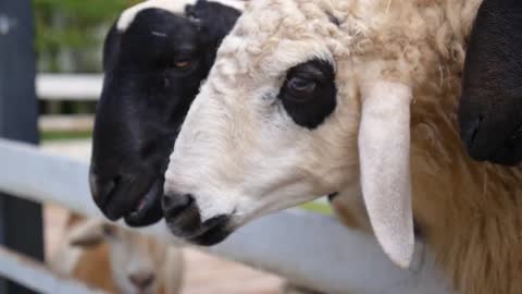 Feeding Sheeps from Hand with Carrot at Sheep Farm