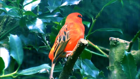 soundsnature bird ,music natural birds, voicenumerous song birds,bird