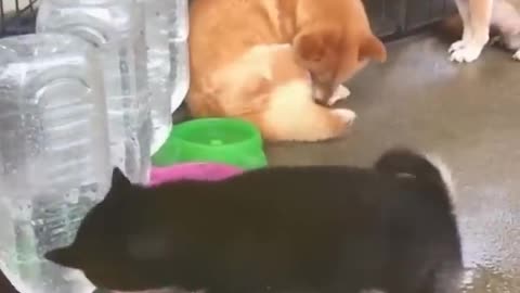 Funny cats