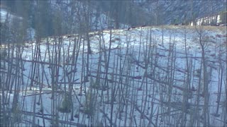 Aggressive Wolf Pack Hunting Elk