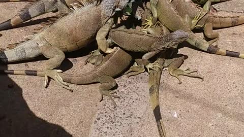 Feeding tamed wild Iguanas