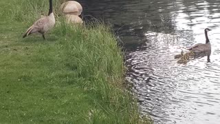 Canada goose with babies