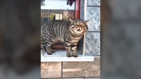 Watch these Cats speaking English! better than humans!