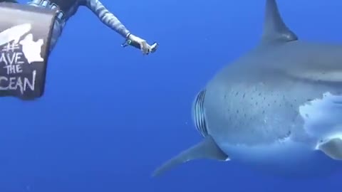 When you have the courage of a diver to walk with the shark in the ocean