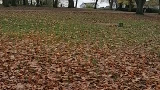 Corgi boy playing in the leafs