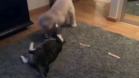 Charlie and Mitten Playing