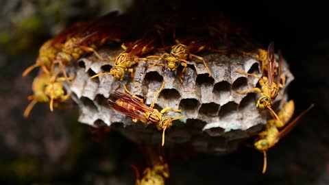 Golden yellow bees crawling on it's nest