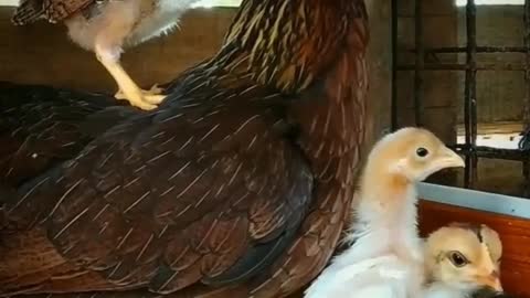 Hen and Chicks Cute Funny Moments