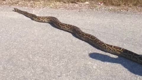 Massive Python on Florida Road