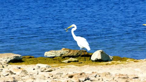 heron fishing for your fish, your delicious lunch